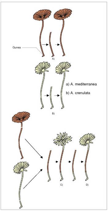 4. Irudia: H�mmerlingen esperimentua.<br>